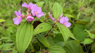 Melastoma malabathricum