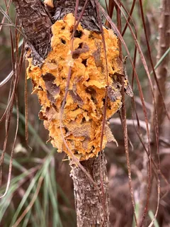 Cronartium fusiforme