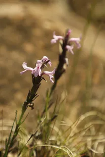 Striga