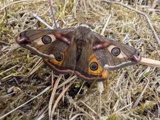 Saturnia pavonia