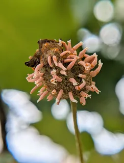 Gymnosporangium clavipes