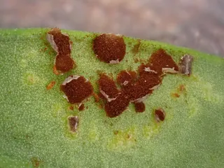 Puccinia antirrhini