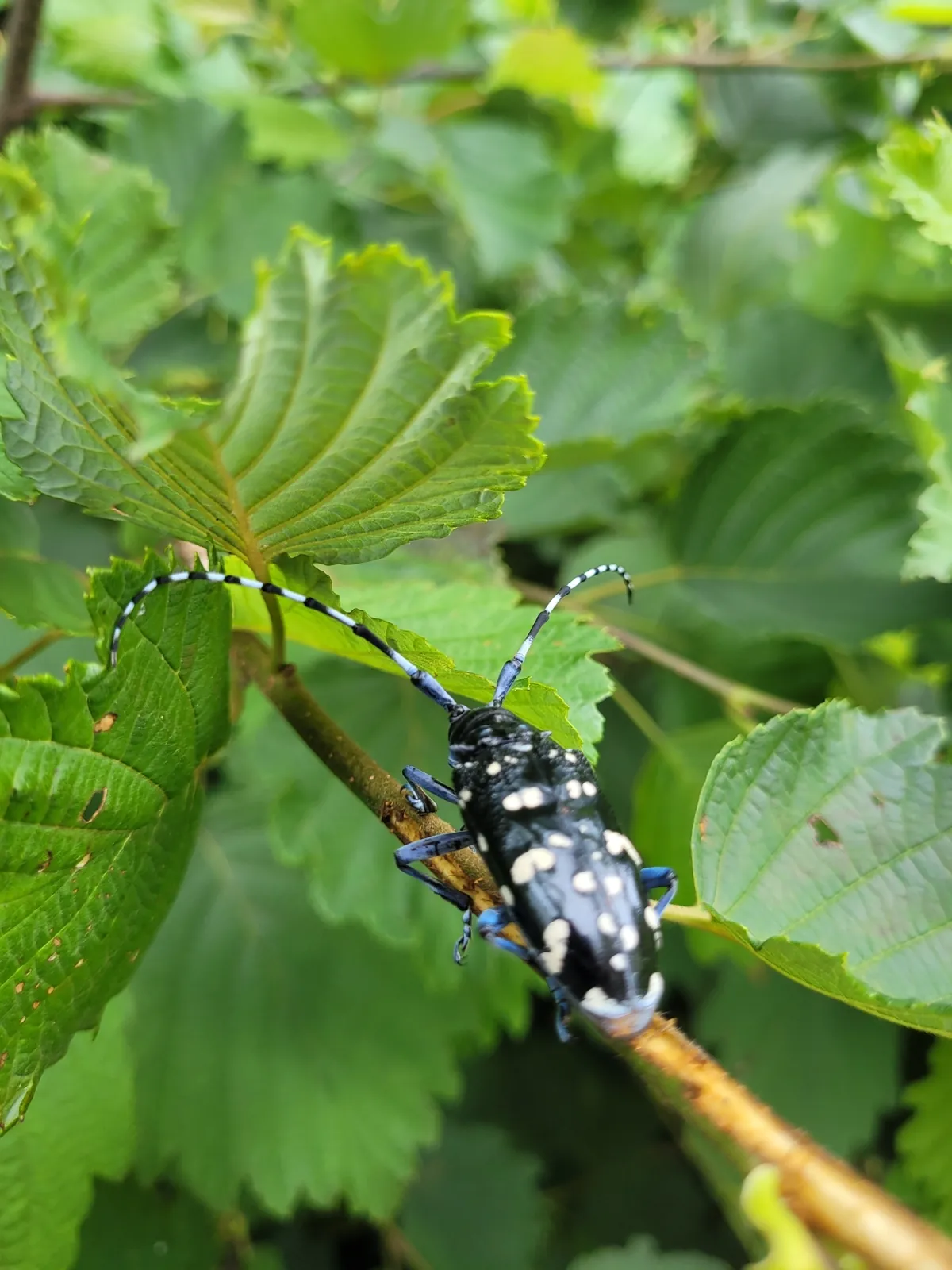 Asian longhorned beetle