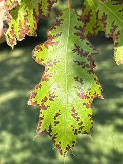 Xylella fastidiosa