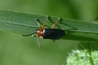 Oulema melanopus