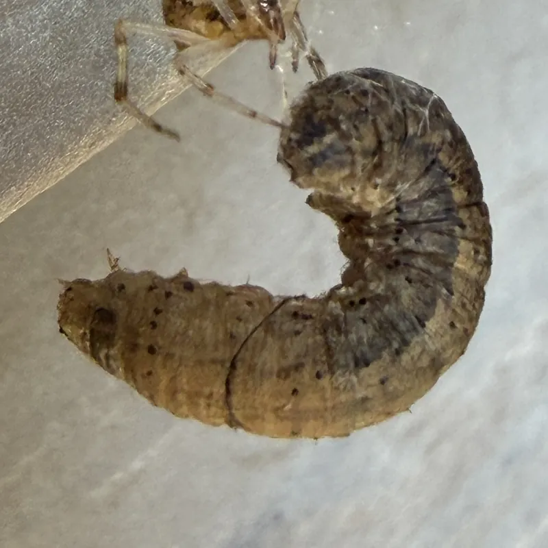 Fall armyworm (Spodoptera frugiperda)