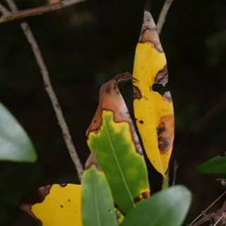 Phytophthora ramorum