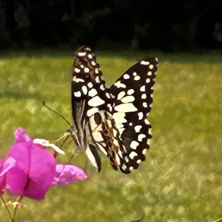 Papilio demoleus