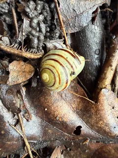 Cepaea hortensis