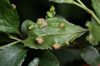Eriophyes similis