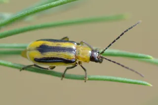 Diabrotica virgifera