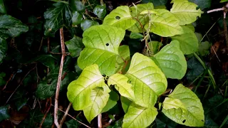 Reynoutria japonica