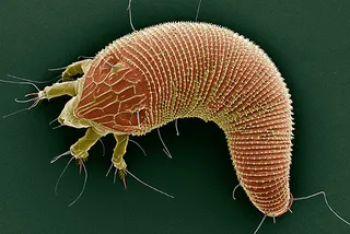 Phyllocoptes fructiphilus