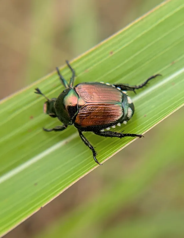 Japanese beetle (Popillia japonica)