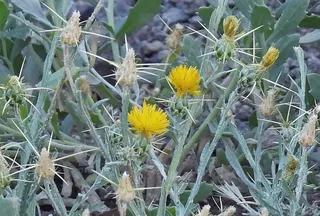 Centaurea solstitialis