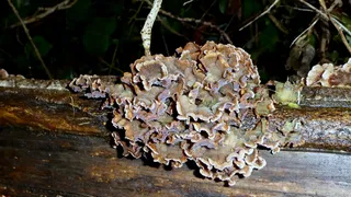 Chondrostereum purpureum