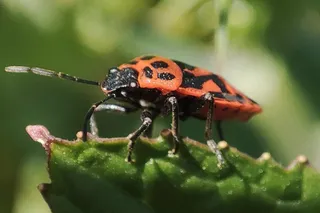 Eurydema ornata