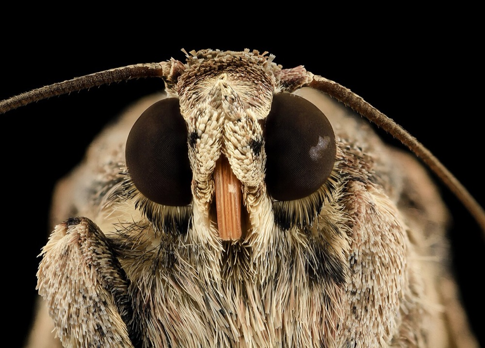 Fall armyworm moth, face